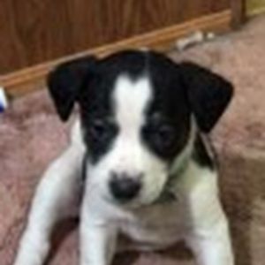 Meet your Posher, Piper